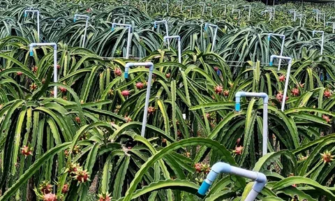 Thanh long nghịch vụ giá tăng vọt, nhà vườn Tiền Giang bội thu nhờ trữ nước chống hạn