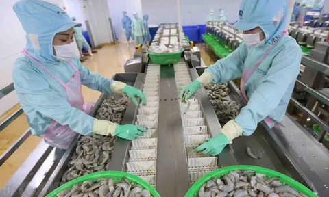 Đề nghị bãi bỏ hạn ngạch đối với tôm Việt Nam nhập khẩu vào Hàn Quốc để tăng sức cạnh tranh