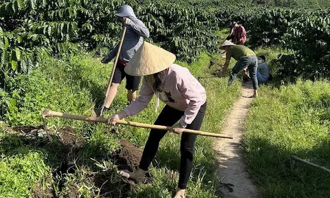 Giải quyết xung đột giữa giảm phân bón và tăng sản lượng từ giải pháp 'phân bón đúng'