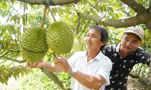 Sang giữa tháng 4 giá sầu riêng giảm một nửa do mất lợi thế 'một mình một chợ'