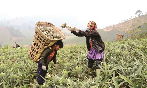 Kết nối giao thương khu vực miền núi cần đẩy mạnh liên kết và đa dạng thị trường xuất khẩu