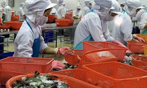 Xuất khẩu tôm vào thị trường Nhật Bản lại gặp khó vì chỉ tiêu kháng sinh Doxycycline