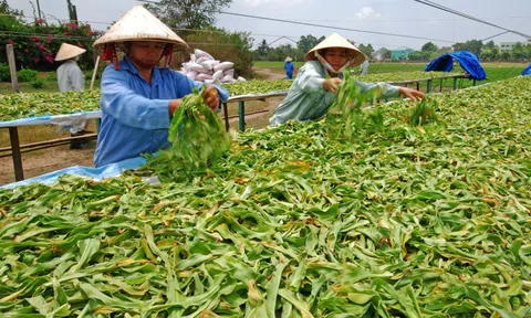 Thủ tướng chỉ đạo tháo gỡ khó khăn trong xuất khẩu dược liệu