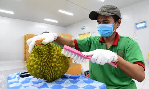 Xuất khẩu sầu riêng nhận diện những sai sót và đổi mới để phát triển bền vững, mở rộng thị trường