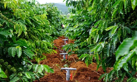 Cơ hội ngành nông nghiệp Việt Nam chủ động ứng phó hạn mặn nhờ công nghệ cao