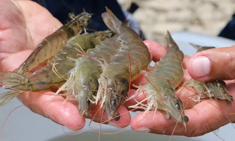 Ngành tôm toàn cầu rất khó đoán định đà tăng trưởng năm 2024