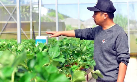 Tiên phong phát triển nông nghiệp công nghệ cao, Lâm Đồng kỳ vọng xuất khẩu nông sản trên 600 triệu USD