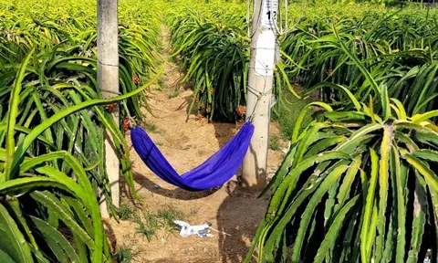 Giá thanh long cao ngất, nông dân mắc võng tại vườn canh trộm