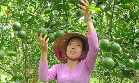 Hơn 20.440ha cây ăn quả của tỉnh Tiền Giang được cấp mã số vùng trồng, tạo đột phá xuất khẩu