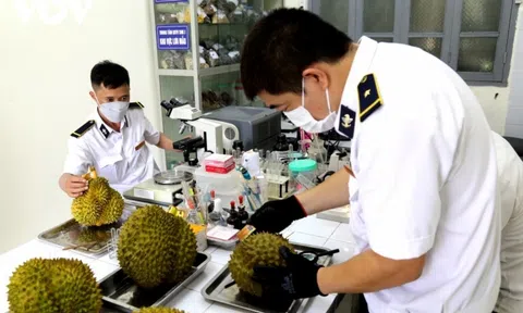 Không phát hiện mẫu sầu riêng nào vượt ngưỡng cadimi như Trung Quốc cảnh báo