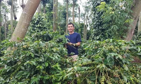 Trồng cà phê kết hợp bảo vệ rừng giúp nông dân tăng 40% thu nhập