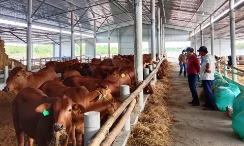 Hội Chăn nuôi: Kiểm kê khí nhà kính đối với cơ sở chăn nuôi lúc này chưa phù hợp