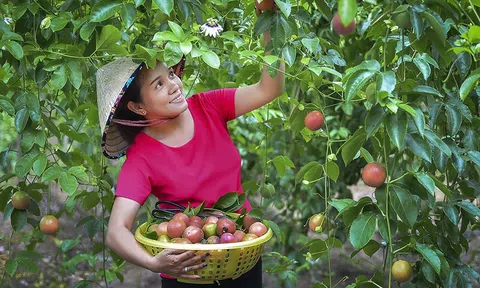 Thúc đẩy "tri thức hoá nông dân" trong giai đoạn mới