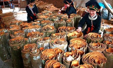 Gỡ khó cho các doanh nghiệp xuất khẩu sản phẩm tinh dầu quế