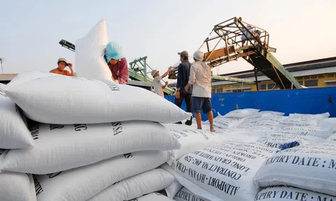 Nhu cầu nhập khẩu gạo tăng cao tại Philippines càng củng cố vị thế số 1 của Việt Nam