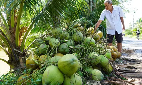 Giá tăng vọt mùa nắng nóng, thủ phủ dừa Bến Tre đẩy mạnh canh tác hữu cơ đón sóng xuất khẩu