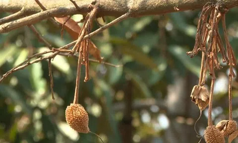 Cây tiền tỷ bất ngờ chết khô, nông dân Bình Phước bất lực dù tìm đủ cách cứu chữa