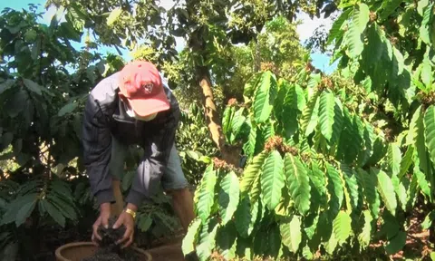 Sử dụng vật tư nông nghiệp có trách nhiệm, lợi ích kép cho nông dân trồng cà phê