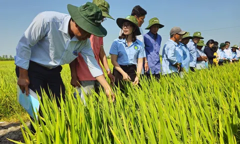 Cơ hội để Việt Nam đổi mới cách tiếp cận trong sản xuất lúa phát thải thấp