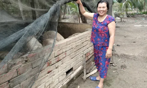 Giá heo tăng cao, người nuôi lãi đậm sao vẫn ngại tái đàn?