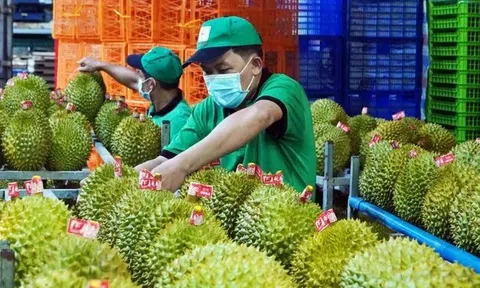 Diện tích tăng vọt, cấp mã số chậm chạp, sầu riêng Việt Nam lo xuất khẩu ách tắc