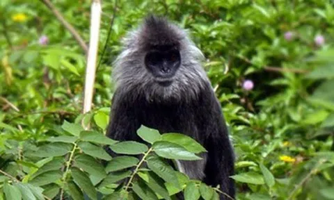 Đàn voọc bạc quý hiếm đang bị đe dọa tuyệt chủng bất ngờ được phát hiện tại Kon Tum