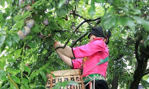 Du khách thích thú khi được làm nông dân hái mận trên cao nguyên Mộc Châu