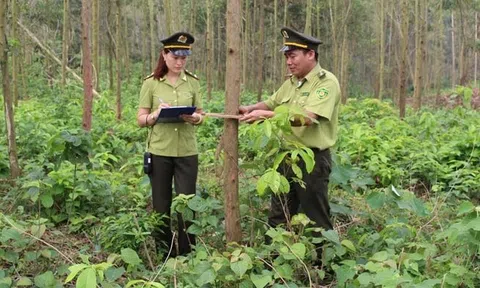 Bắc Giang phấn đấu 100% gỗ và sản phẩm gỗ có nguồn gốc hợp pháp