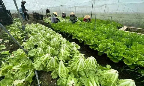 TP.HCM quy hoạch nông nghiệp đô thị, sẽ không còn những vùng rau trong nội đô