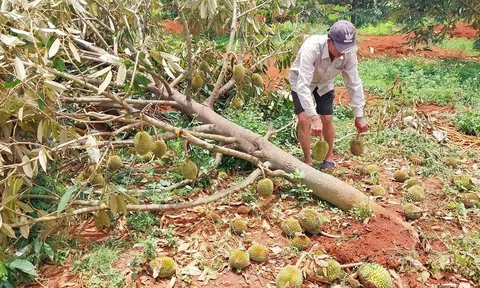 Nỗi lòng người trồng 'cây tiền tỷ', vì sao cứ mưa là sầu riêng rụng trái?