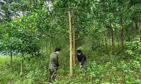 Chính sách "dồn điền" diện tích lâm nghiệp và những kỳ vọng từ thị trường các bon
