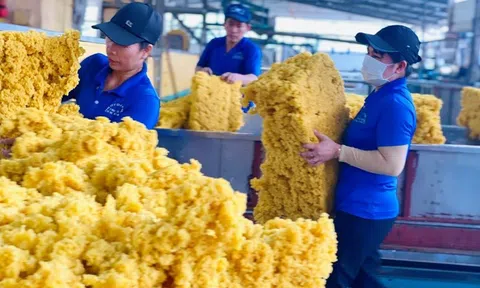 Gỡ vướng mắc từ cao su tiểu điền để đáp ứng Quy định chống phá rừng châu Âu (EUDR)