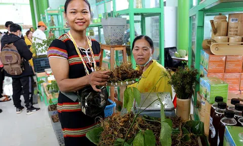 Chờ đón Lễ hội sâm, hương liệu, dược liệu quốc tế lần đầu tổ chức tại Việt Nam