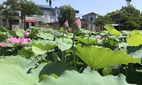 Hà Nội khôi phục vùng sen Hồ Tây chuẩn bị cho Lễ hội sen lần đầu tiên được tổ chức