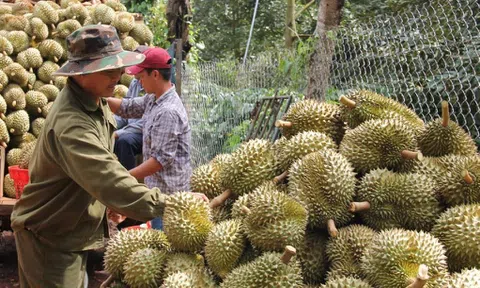 Liên kết xuất khẩu sầu riêng để ngăn chặn thương lái xen ngang phá kèo, bẻ cọc