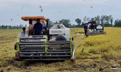 Indonesia mong muốn tăng cường hợp tác về xuất nhập khẩu gạo với Cần Thơ