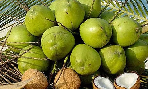 Kết nối thương mại cho các sản phẩm dừa của Việt Nam tại thị trường Philippines