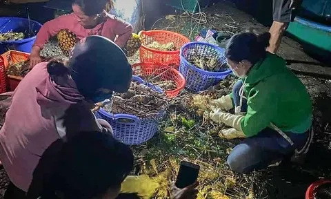 Thiệt hại và công tác xử lý tôm, cá chết tại Xuân Thịnh, Sông Cầu