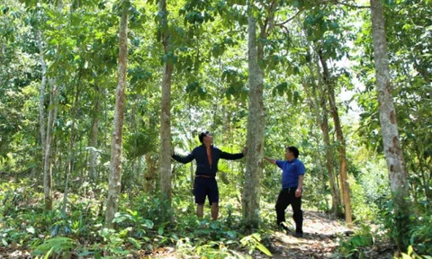 Phát triển bền vững các giá trị của hệ sinh thái rừng đảm bảo lợi ích người trồng rừng và doanh nghiệp
