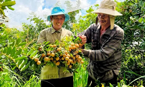 Bí quyết giúp nông dân trồng nhãn ở Bà Rịa - Vũng Tàu nhân đôi thu nhập