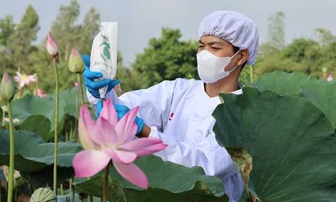 Nâng cao chuỗi giá trị ngành hàng sen gắn với kinh tế tuần hoàn, tăng trưởng xanh