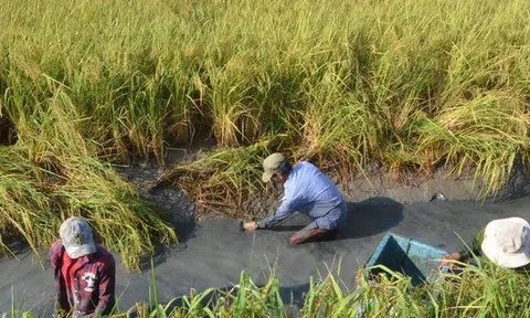 Nông nghiệp thích nghi với biến đổi khí hậu từ giải pháp tôm xen lúa