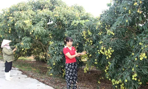 Vải chín sớm đạt chuẩn OCOP chuẩn bị thu hoạch, nông dân Phù Cừ chủ động kết nối thị trường