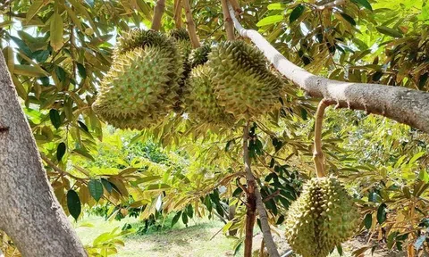 Hàng trăm héc ta cây trồng ở 'chảo lửa' Ninh Thuận đang dần héo khô vì thiếu nước