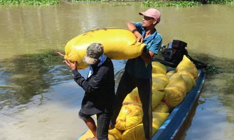 Nhìn nhận vai trò của thương lái trong liên kết chuỗi giá trị lúa gạo ĐBSCL
