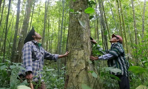 Tín chỉ carbon tăng nguồn thu trồng rừng, gỗ rừng trồng có “chứng chỉ xanh" bền vững