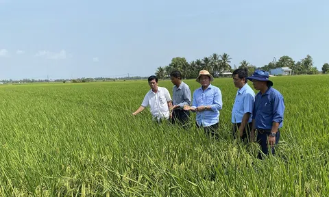 Đồng thuận việc phân quyền cấp huyện ban hành chuyển đổi cơ cấu trên đất trồng lúa