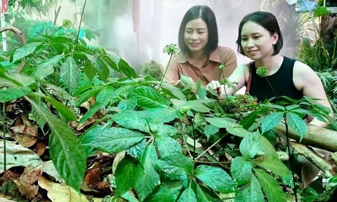 Triển lãm 'rừng sâm' Ngọc Linh trị giá chục tỷ đồng giữa lòng TP.HCM