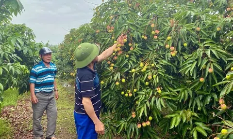 'Thủ phủ' vải Thanh Hà mất mùa, sản lượng chỉ bằng nửa năm ngoái