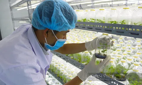 Phát triển công nghiệp sinh học tạo lực đẩy nông nghiệp tăng trưởng xanh và bền vững